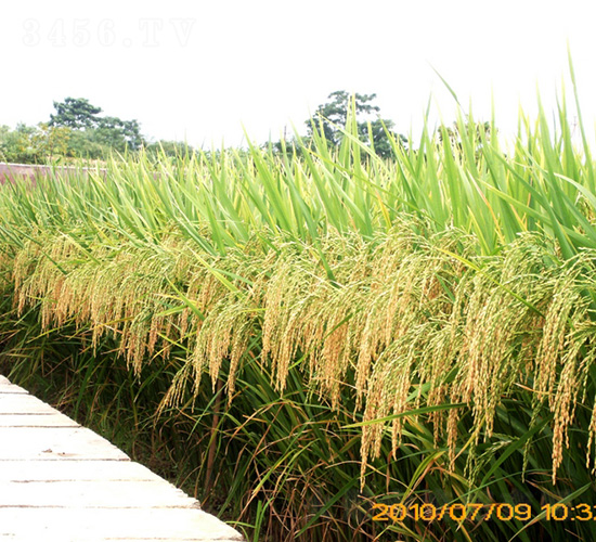 �(y��u)9734ˮ���N��-�зN���F