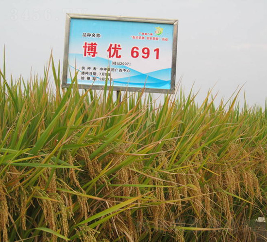 博優(yōu)691-水稻種子-中種集團(tuán)
