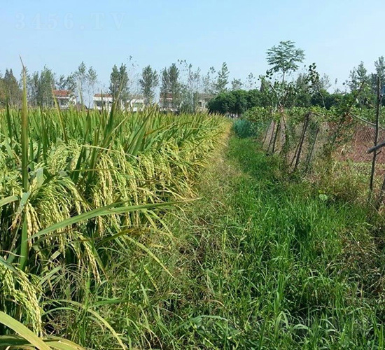 ��9��(y��u)168-ˮ���N��-�зN���F