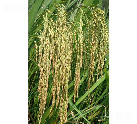 樂(lè)優(yōu)107-水稻種子-中種集團(tuán)