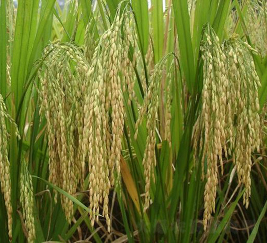 ���マ(y��u)208-ˮ���N��-�зN���F