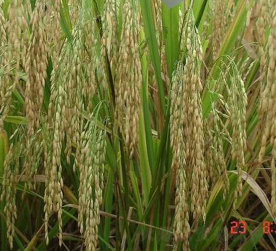 �d5��(y��u)142-ˮ���N��-�зN���F