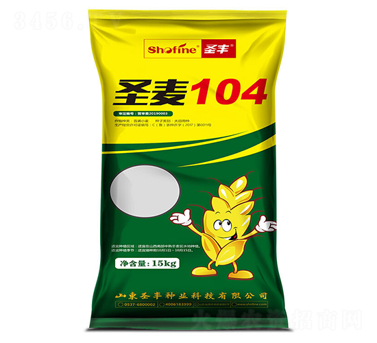 圣麥104-小麥種子-圣豐種業(yè)