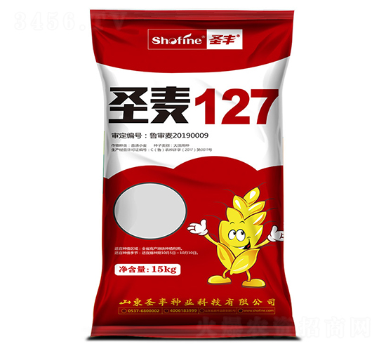 圣麥127-小麥種子-圣豐種業(yè)