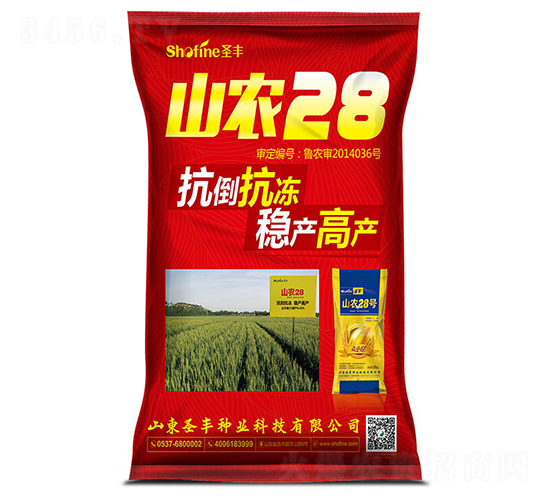 山農(nóng)28-小麥種子-圣豐種業(yè)