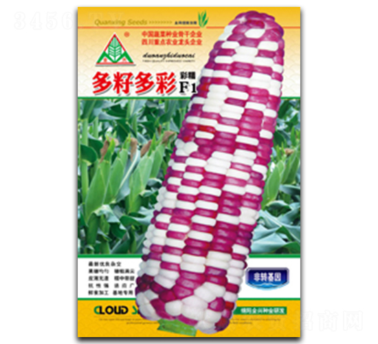 多籽多彩-糯玉米種子-全興種業(yè)
