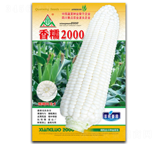 香糯2000-糯玉米種子-全興種業(yè)