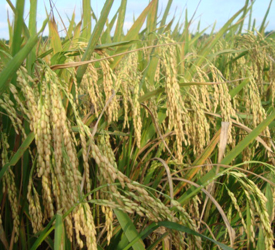 Ⅱ優(yōu)202-水稻種子-中種集團