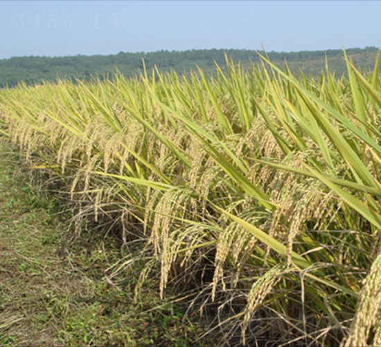 培雜629-水稻種子-中種集團