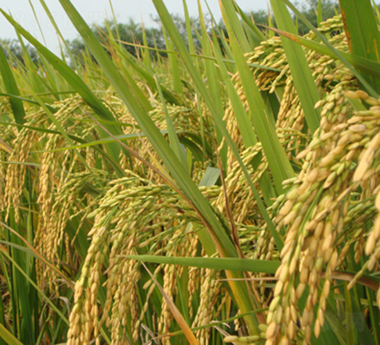 荊楚優(yōu)8648-水稻種子-中種集團(tuán)