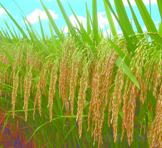 ��(y��u)��2̖-ˮ���N��-�зN���F