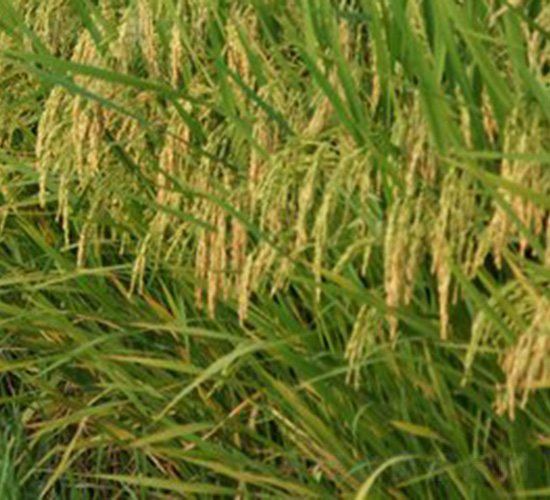 C兩優(yōu)4418-水稻種子-中種集團