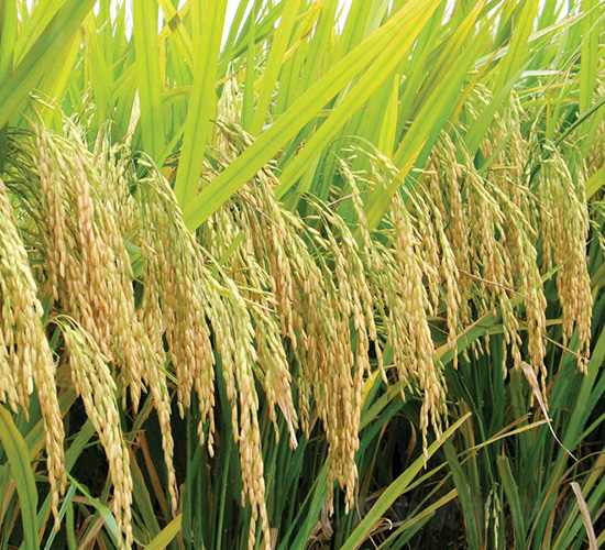 ����(y��u)9113-ˮ���N��-�зN���F(tu��n)