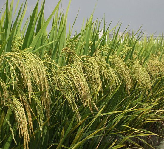 ��z6̖-ˮ���N��-�зN���F(tu��n)