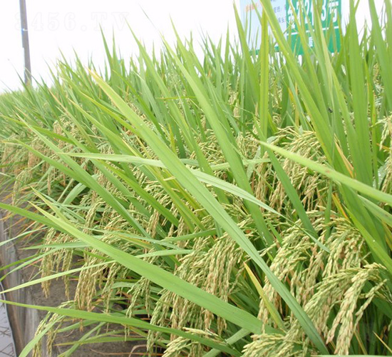 ���r(n��ng)2��(y��u)3̖-ˮ���N��-�зN���F(tu��n)