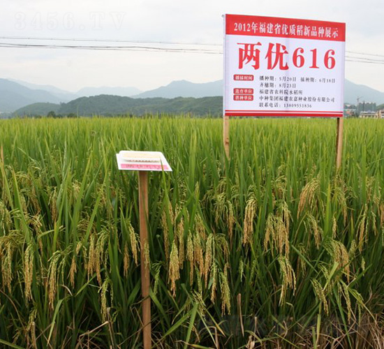 �Ƀ�(y��u)616-ˮ���N��-�зN���F(tu��n)