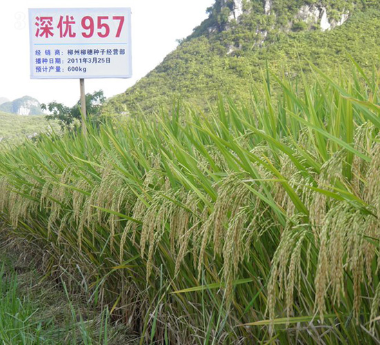 �(y��u)957-ˮ���N��-�зN���F(tu��n)