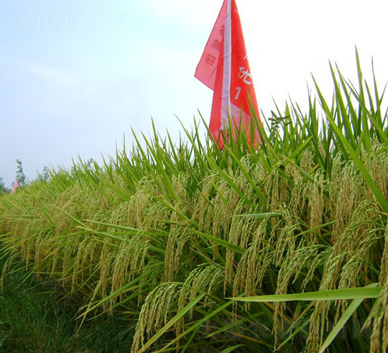 �p�Ƀ�(y��u)1̖-ˮ���N��-�зN���F(tu��n)