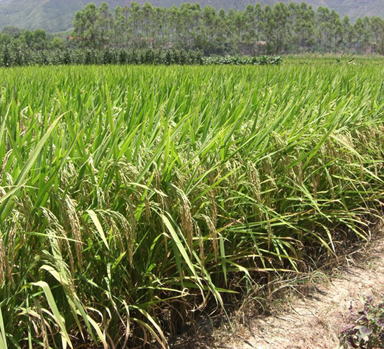 ̩�S��(y��u)656-ˮ���N��-�зN���F