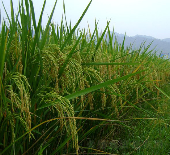 �˃�(y��u)673-ˮ���N��-�зN���F