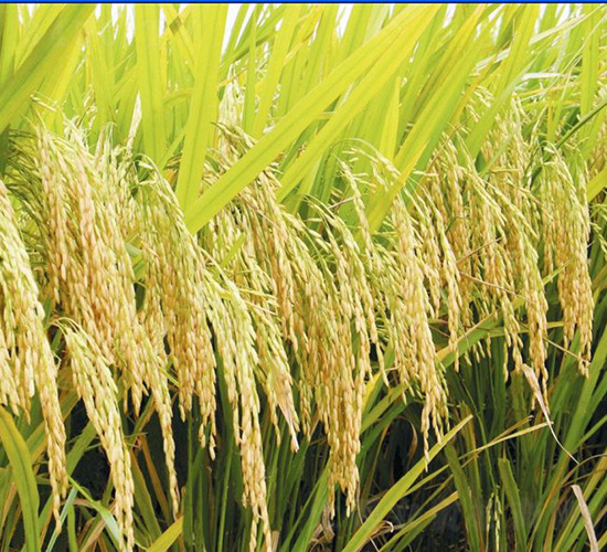 ����(y��u)617-ˮ���N��-�зN���F(tu��n)