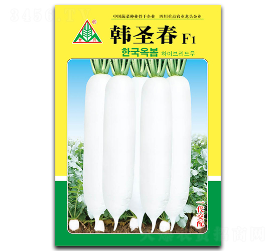 韓圣春-長白蘿卜種子-全興種業(yè)