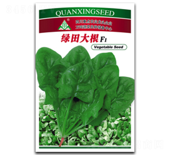 綠田大根-菠菜種子-全興種業(yè)