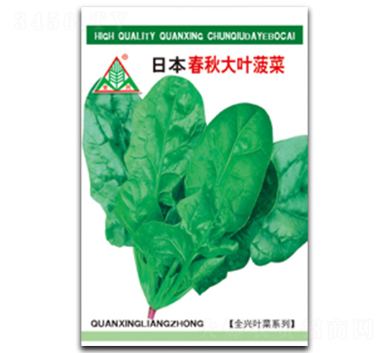 春秋大葉菠菜-菠菜種子-全興種業(yè)