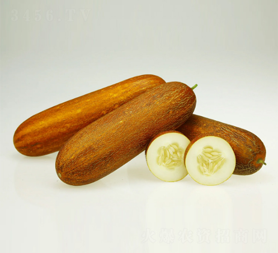 金狐子-老黃瓜種子-克勤種子