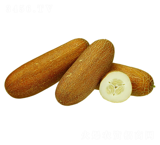 金姐妹-老黃瓜種子-克勤種子