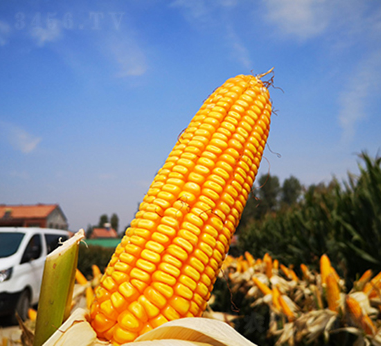 德單123-玉米種子-萬向德農(nóng)