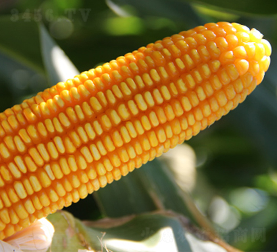 德單5號(hào)-玉米種子-萬(wàn)向德農(nóng)