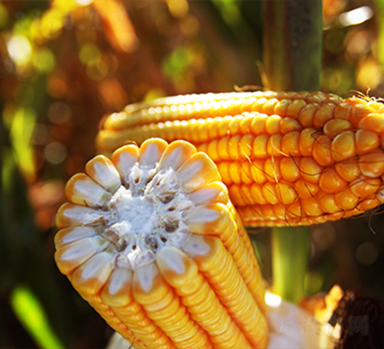 SPR����968-���׷N��-�f(w��n)����r(n��ng)