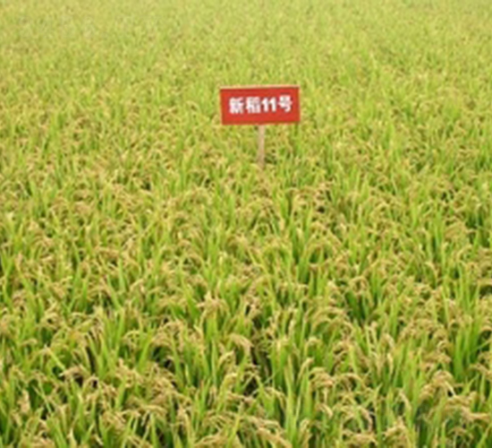 新稻11號(hào)-水稻種子-敦煌種業(yè)
