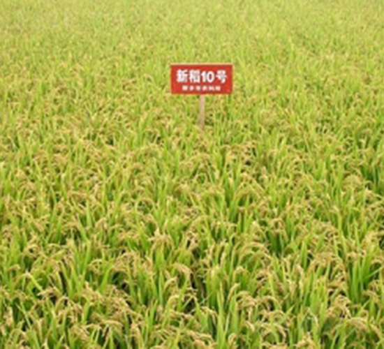 新稻10號-水稻種子-敦煌種業(yè)