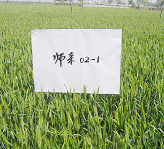 師欒02-1-小麥種子-敦煌種業(yè)