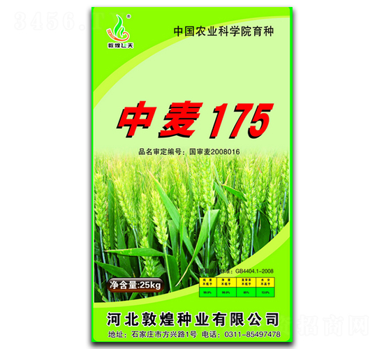 中麥175-小麥種子-敦煌種業(yè)