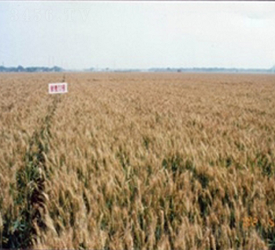 新麥11號(hào)-小麥種子-敦煌種業(yè)