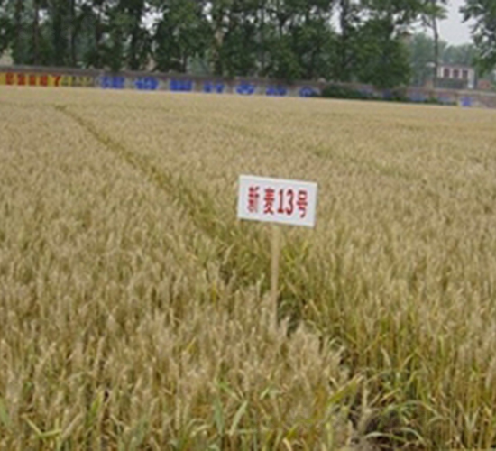 新麥13號-小麥種子-敦煌種業(yè)