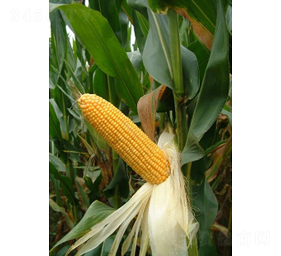 �r(n��ng)��(l��)988-���׷N��-�ػͷN�I(y��)