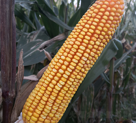 ������102-���׷N��-���ƷN�I(y��)