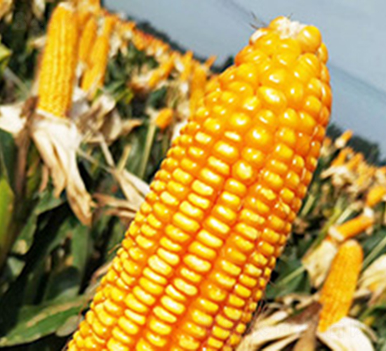 ���1̖-���׷N��-��N�I(y��)