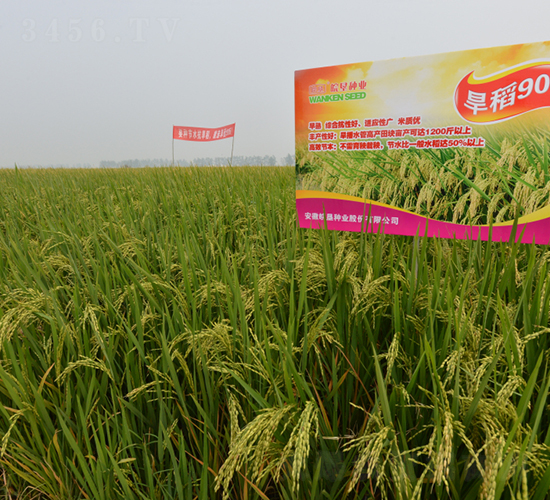 旱稻906-水稻種子-皖墾種業(yè)