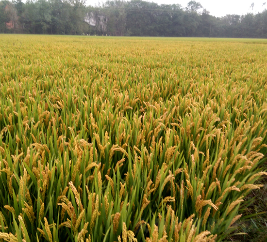 皖墾糯2號(hào)-水稻種子-皖墾種業(yè)