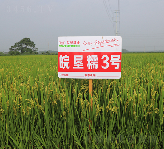 皖墾糯3號-水稻種子-皖墾種業(yè)