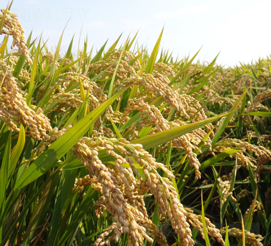 皖墾津清-水稻種子-皖墾種業(yè)