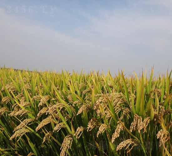 武育粳18號(hào)-水稻種子-皖墾種業(yè)