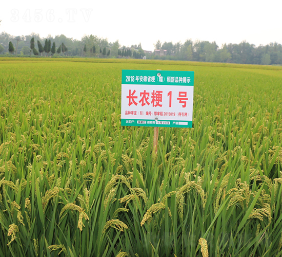 長農(nóng)粳1號-水稻種子-皖墾種業(yè)