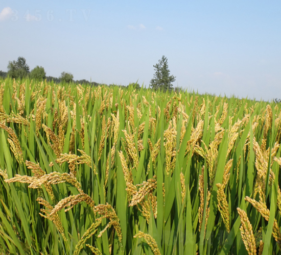 武運(yùn)粳27號-水稻種子-皖墾種業(yè)