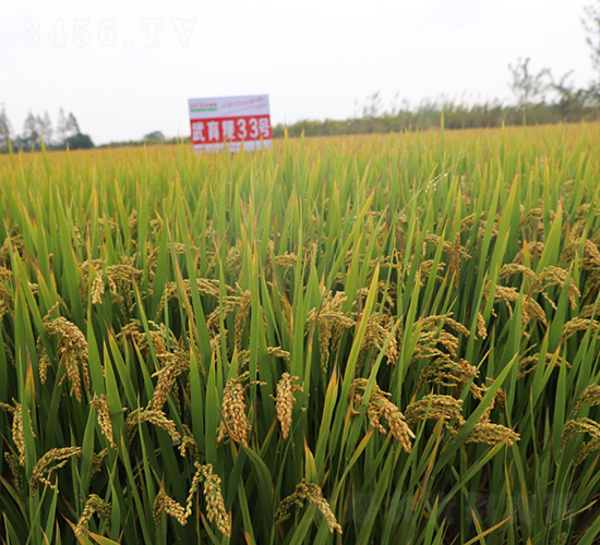 武育粳33號-水稻種子-皖墾種業(yè)
